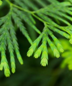 Cypress Essential Oil - 10ml