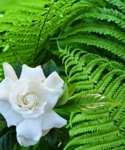 Gardenia & Fern Fragrance Oil - 50ml