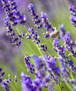 Lavender Field Fragrance Oil CP