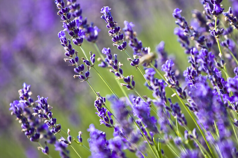 Lavender Field Fragrance Oil - 50ml (CP)
