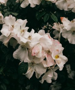 Musk Fragrance Oil - 10ml