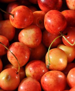 Royal Ann Cherries Fragrance Oil - 10ml