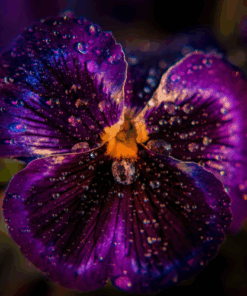 Cosmic Flower Fragrance Oil - 10ml