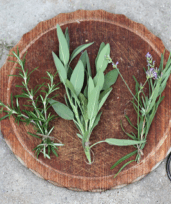 Olivine Herb Fragrance Oil - 30ml
